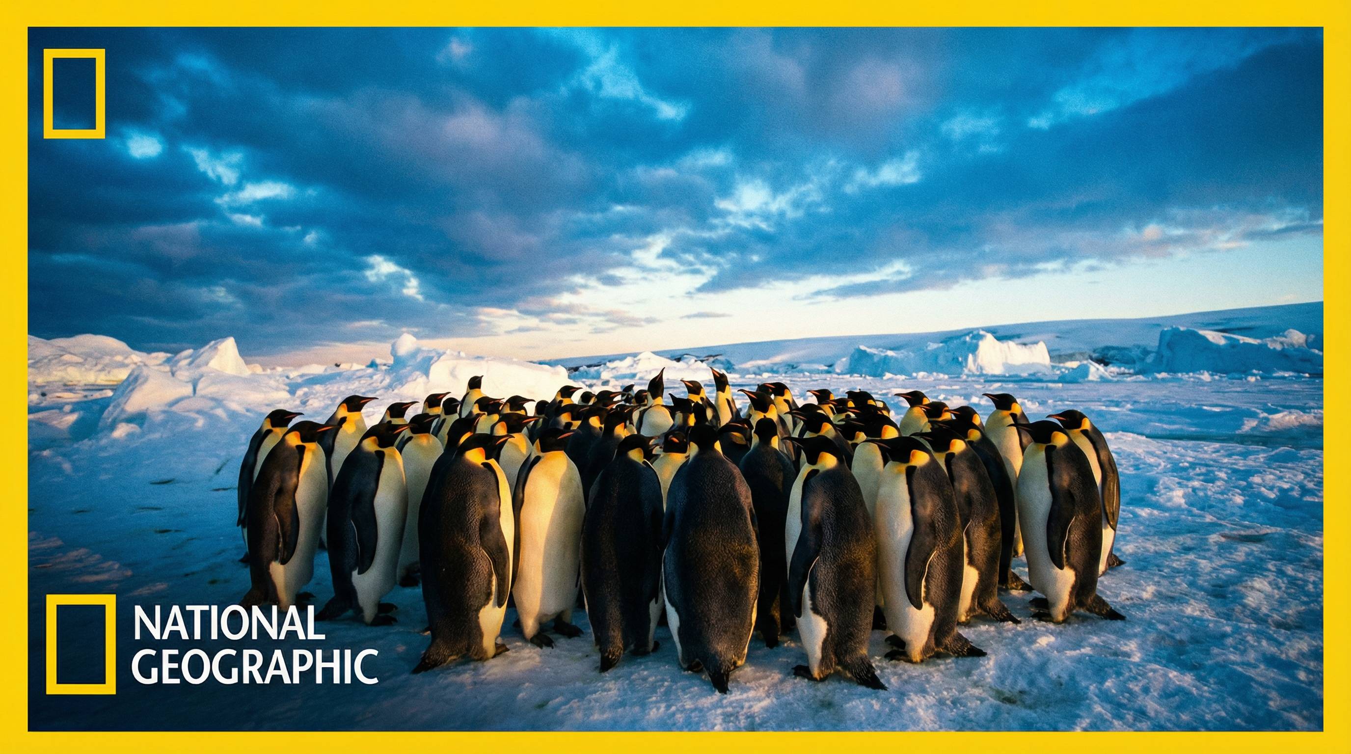 芒果视频企鹅视频