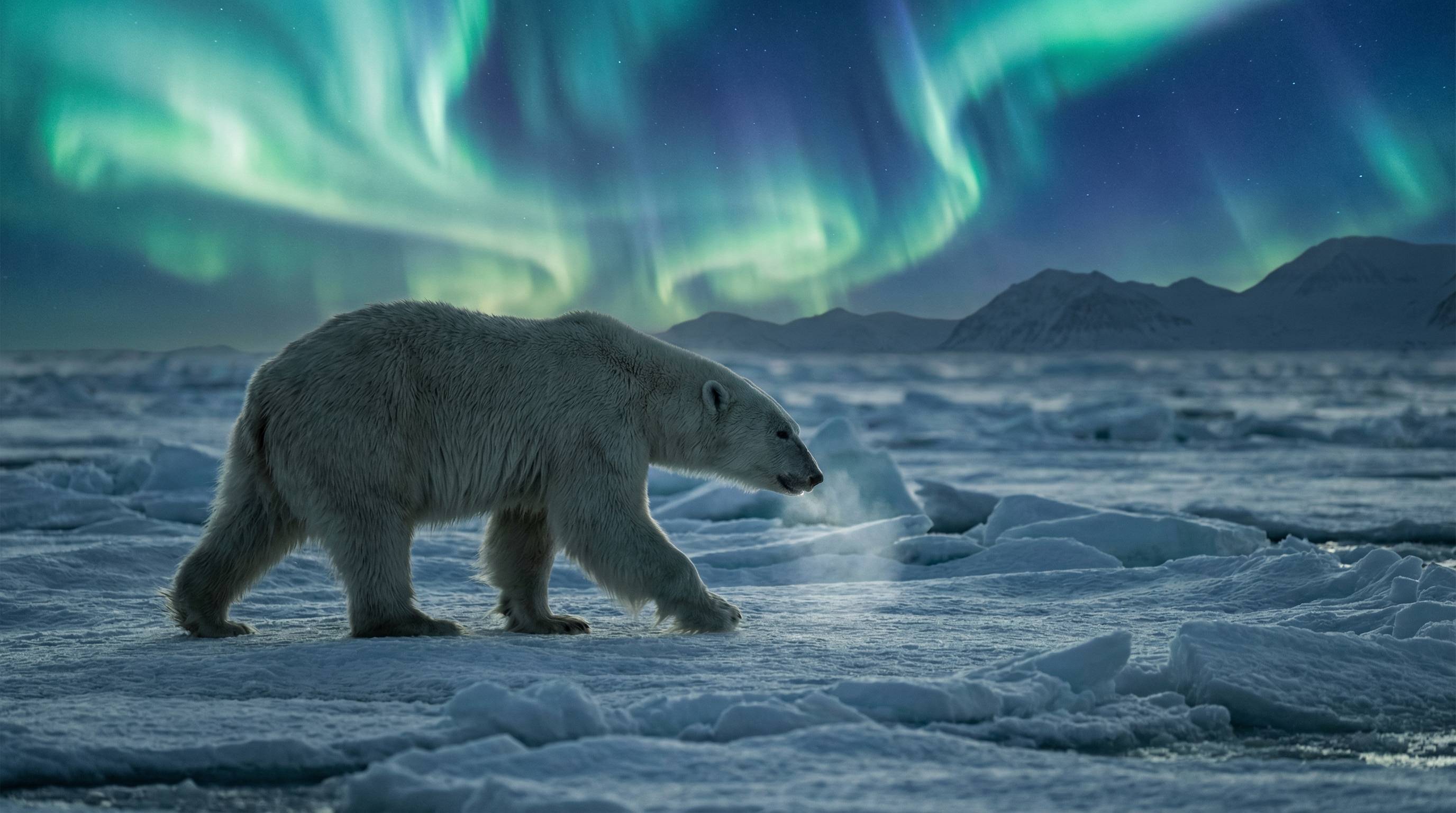 芒果视频北极熊视频