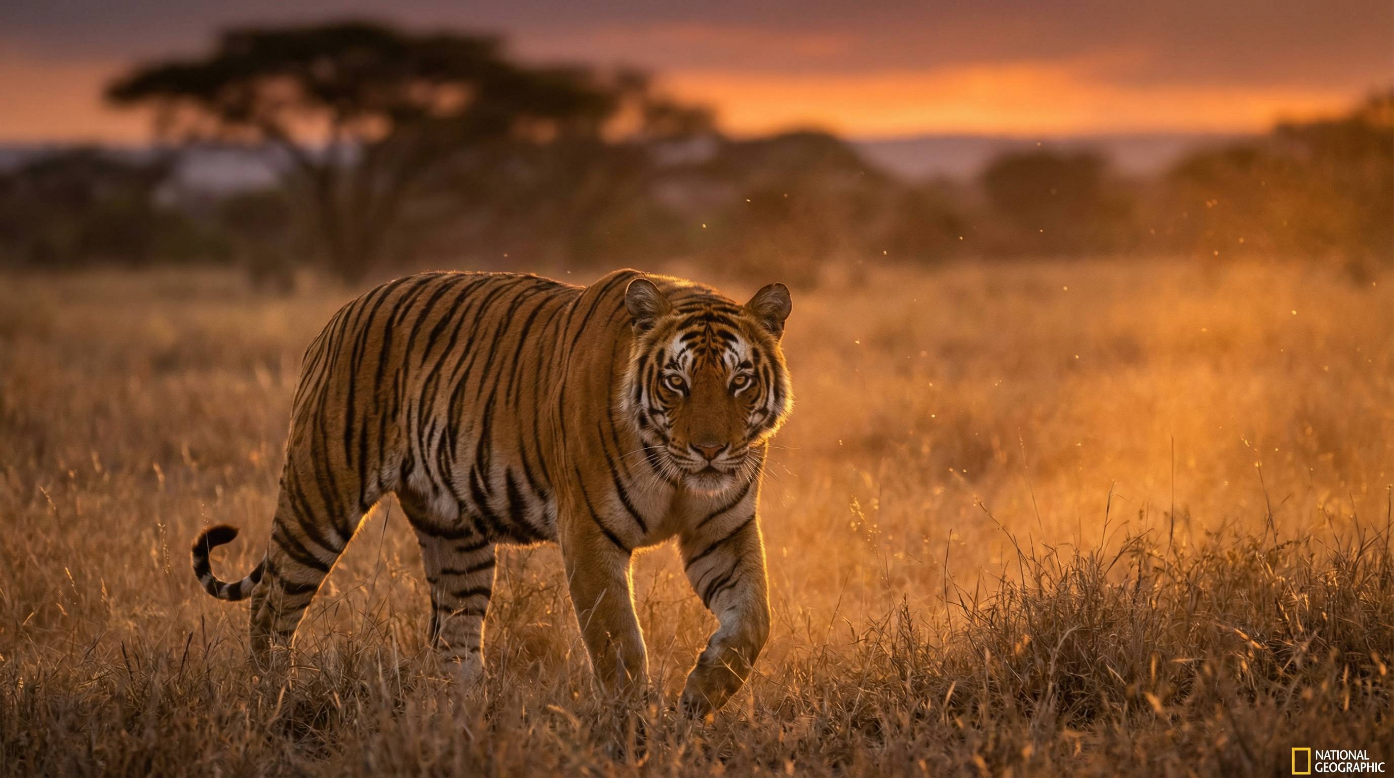 芒果视频老虎视频